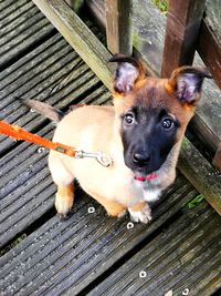 High angle portrait of a dog