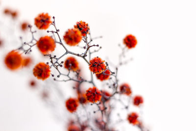 Close-up of red flower