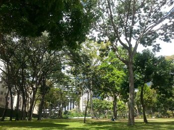 Trees in park