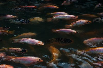 High angle view of fish swimming in sea