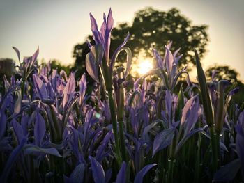 Close-up of purple flowers growing in field