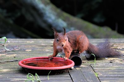 Close-up of squirrel eating food