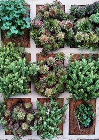 Full frame shot of ivy plants