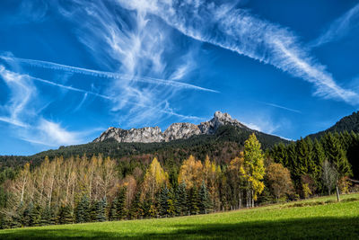 Low angle view of trees on mountain against sky