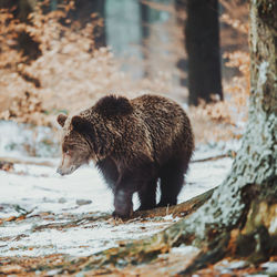 Bear standing on snowy field