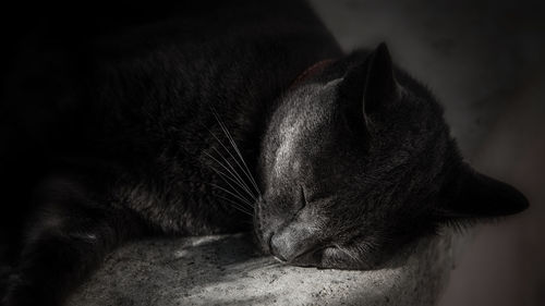Close-up of a cat sleeping