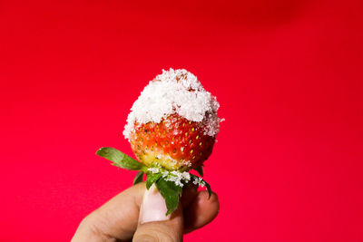 Close-up of hand holding red flower