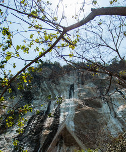 Trees in the forest