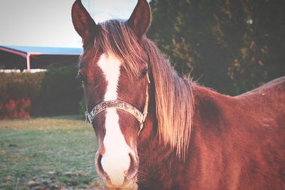 Brown horse standing on field