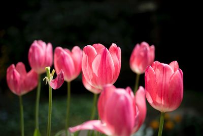 Close-up of pink tulips