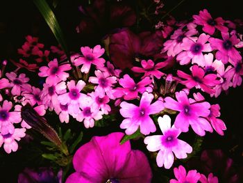 Close-up of flowers blooming outdoors