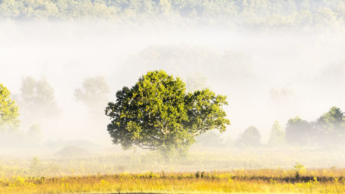 Trees on grassy field in foggy weather