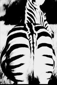 Close-up of zebra