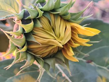 Close-up of yellow flowering plant