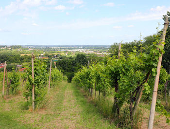 Scenic view of vineyard against sky