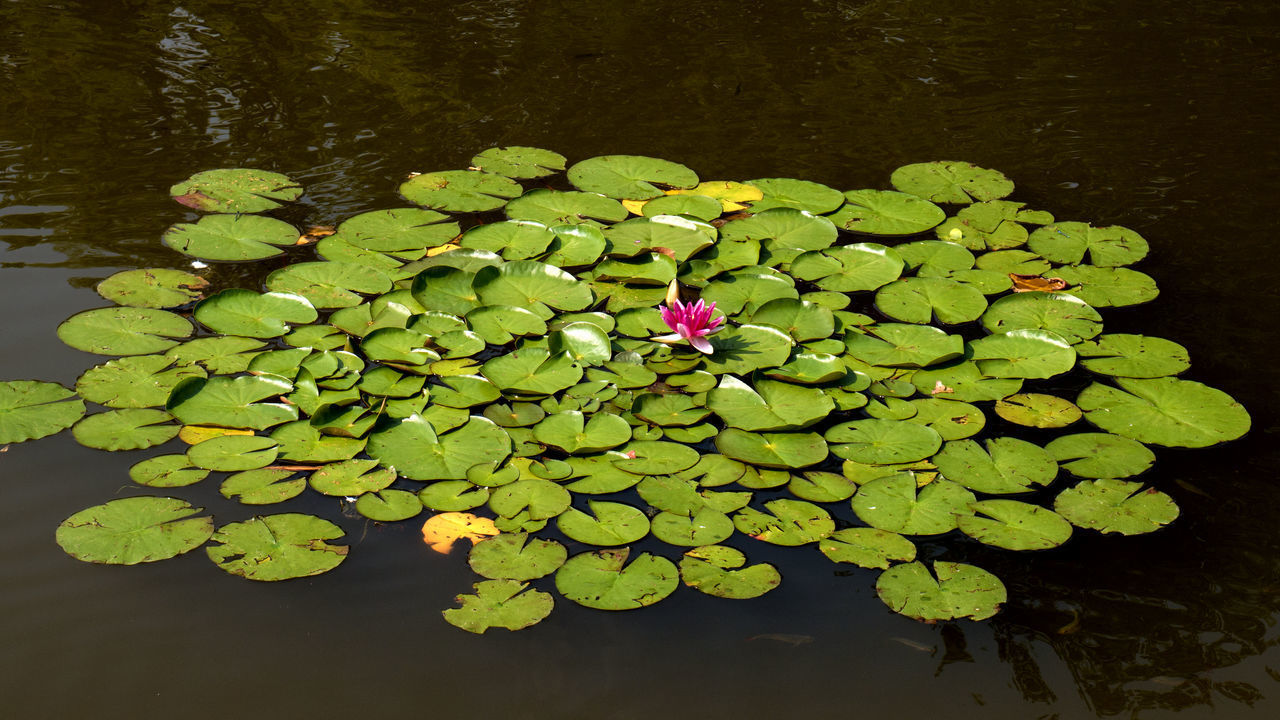 LOTUS WATER LILY LEAVES IN LAKE