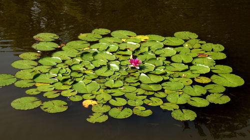 Lotus water lily in lake