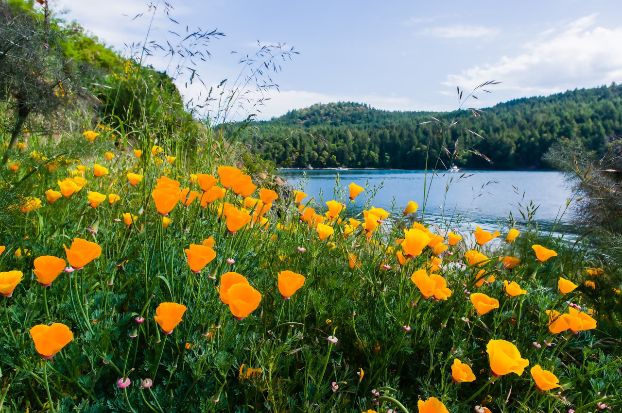 CLOSE-UP OF YELLOW FLOWERING PLANTS ON LAND