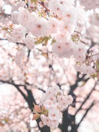 Low angle view of cherry blossom
