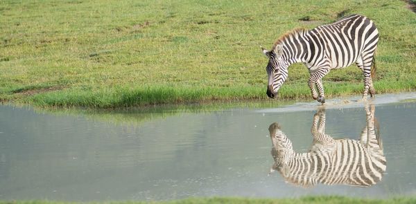 Animal standing on grassy field