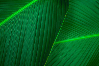 Full frame shot of palm leaf