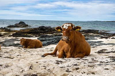 Cow on beach against sky