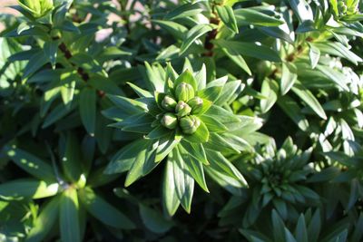 Close-up of flowering plant