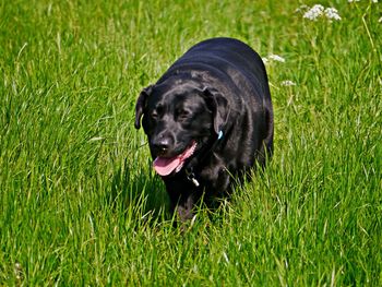 Black dog looking away on field