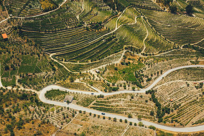 High angle view of agricultural field