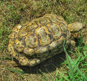 High angle view of turtle on field