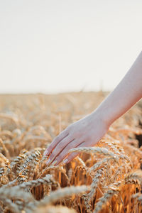 Grain exports, wheat harvest and export limits, global food security. wheat seeding. 