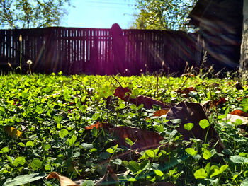 Plant growing in park