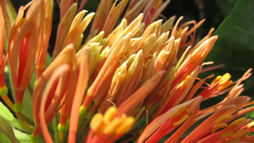 Close-up of flowers