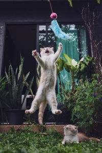 Cat jumping against window