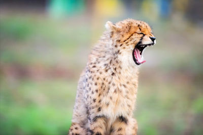 Close-up of a cat yawning