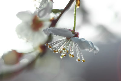 Close-up of white flowers on branch