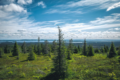 Plants growing on land against sky