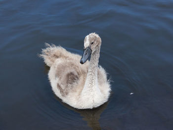 High angle view of swan swimming in lake