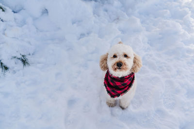 Cute poodle dog wearing modern plaid bandana in snowy mountain. pets in nature. winter season