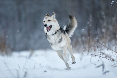 White dog running on snow covered land