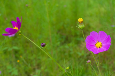 Close-up of pink flowering plant on field