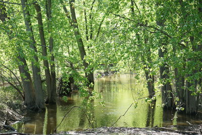Scenic view of lake in forest