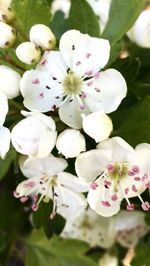 Close-up of white flowers blooming on tree