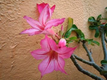 Close-up of pink flowers blooming against wall