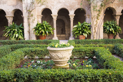 Potted plants in garden against building