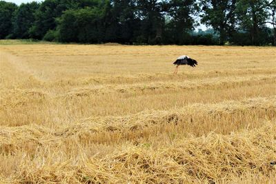 Horse flying over field