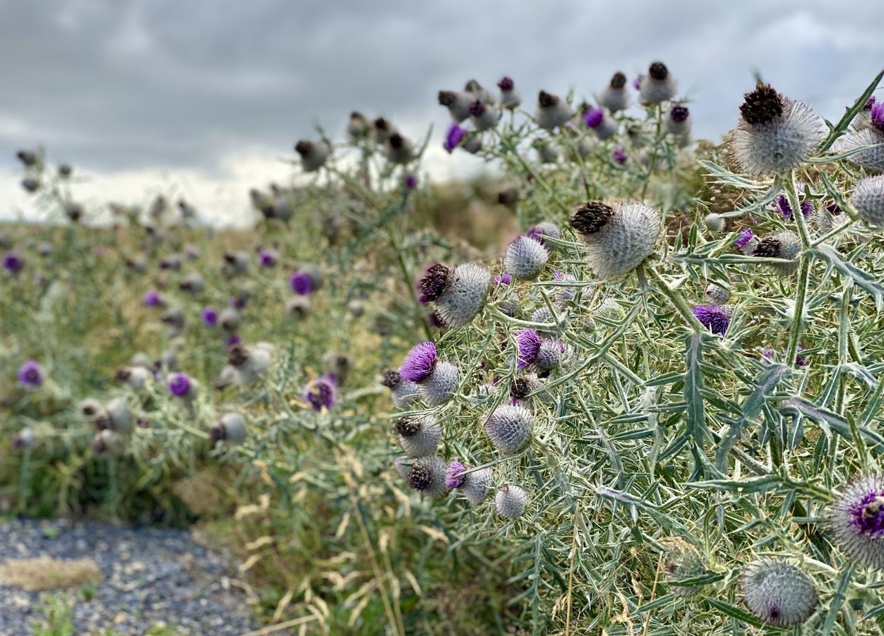 CLOSE-UP OF PURPLE LAVENDER FLOWERS ON FIELD