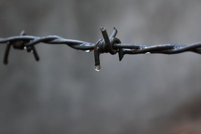Close-up of wet barbed wire fence during rainy season