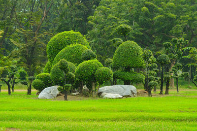 Trees growing in garden