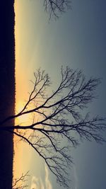 Bare trees against sky at sunset